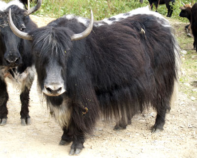lineback black yak cow in Tibet